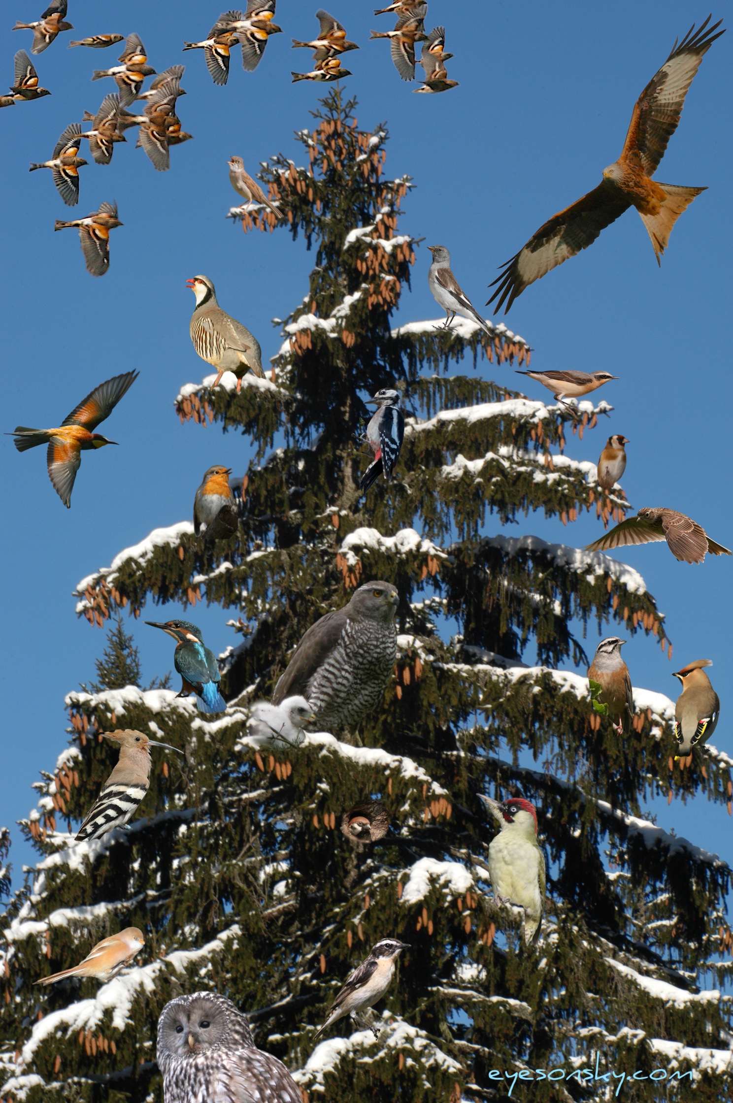 Sapin de Noël avec photos d'oiseaux