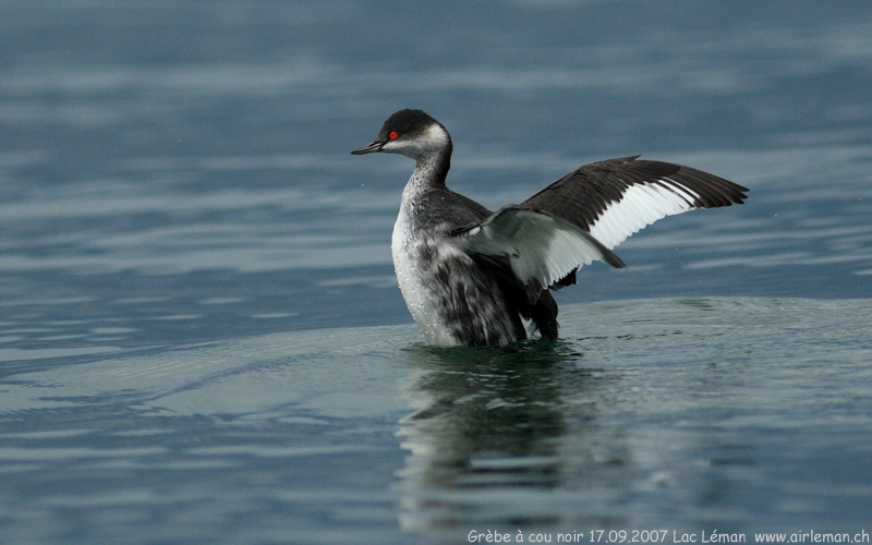 Nature/Birds/G/grebe-cou-noir-IMG_0244.jpg
