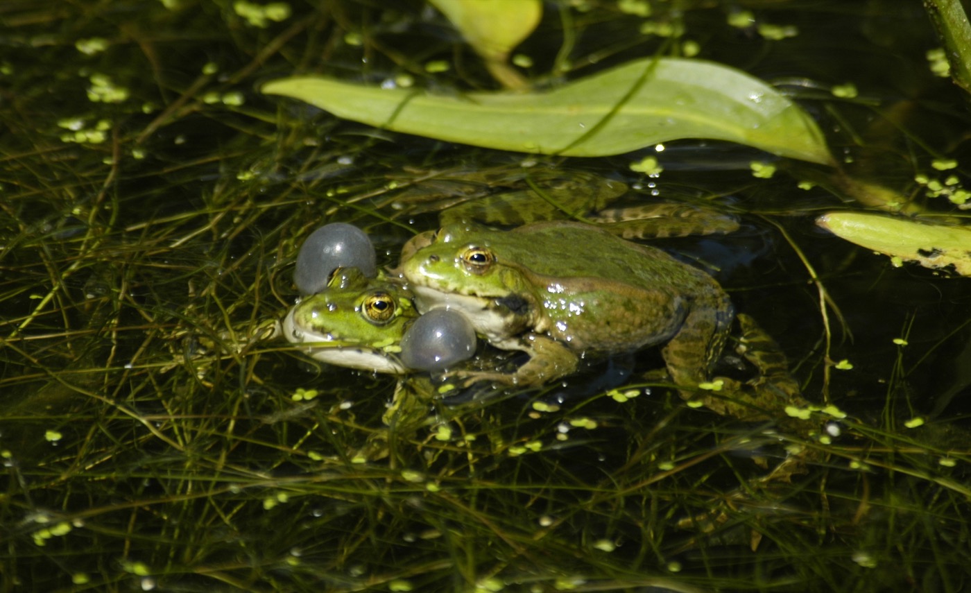 Nature/zBatraciens/DSC_9019.jpg